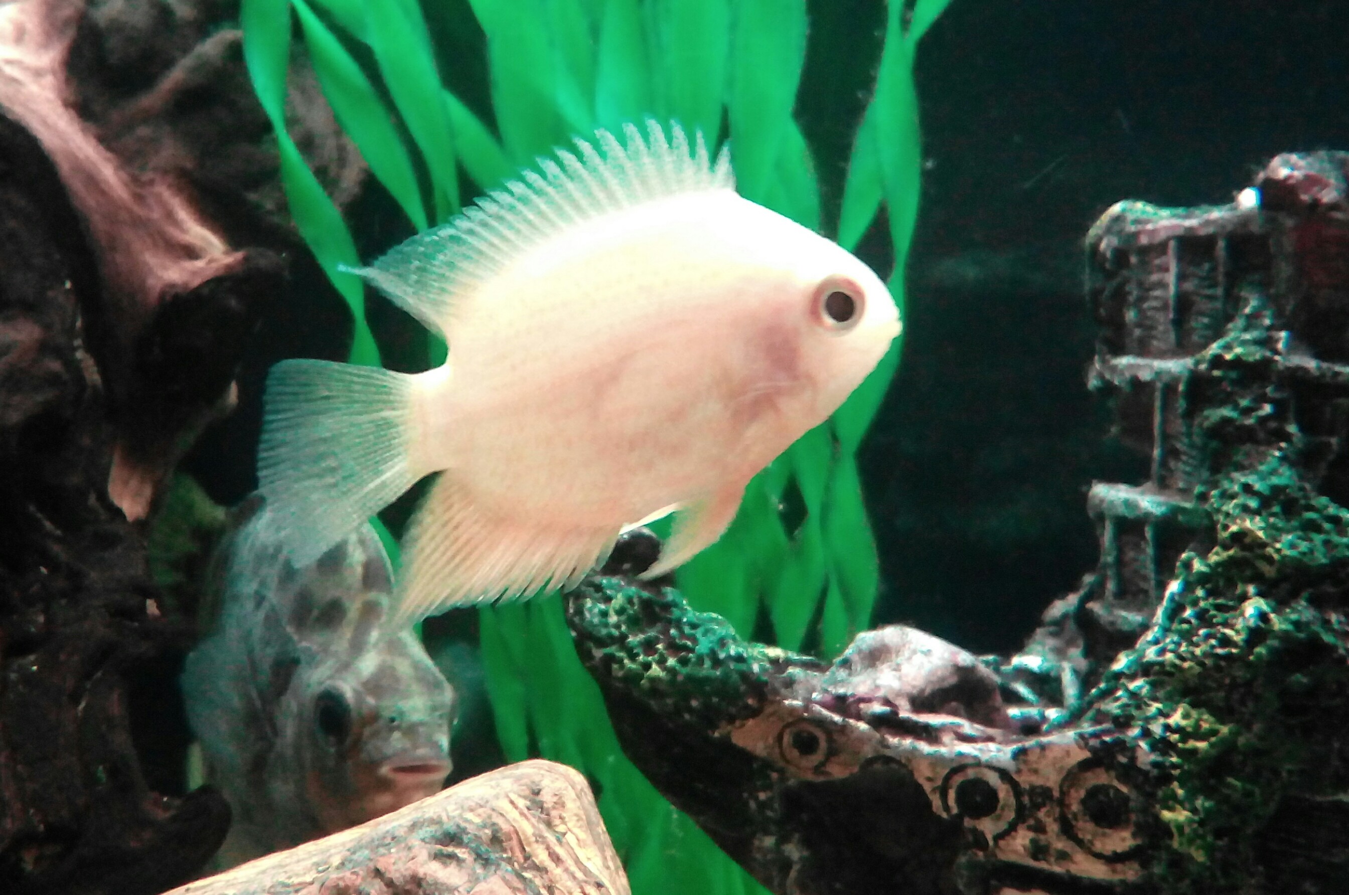 Severum Gold