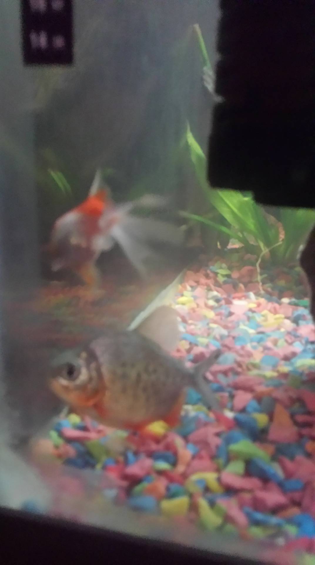 son pacu o serraselmus?