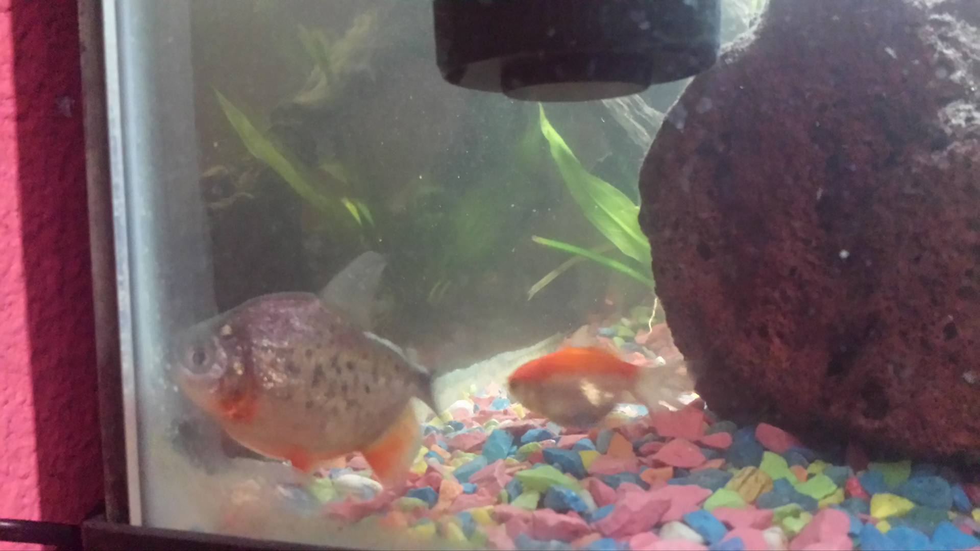 son pacu o serraselmus?