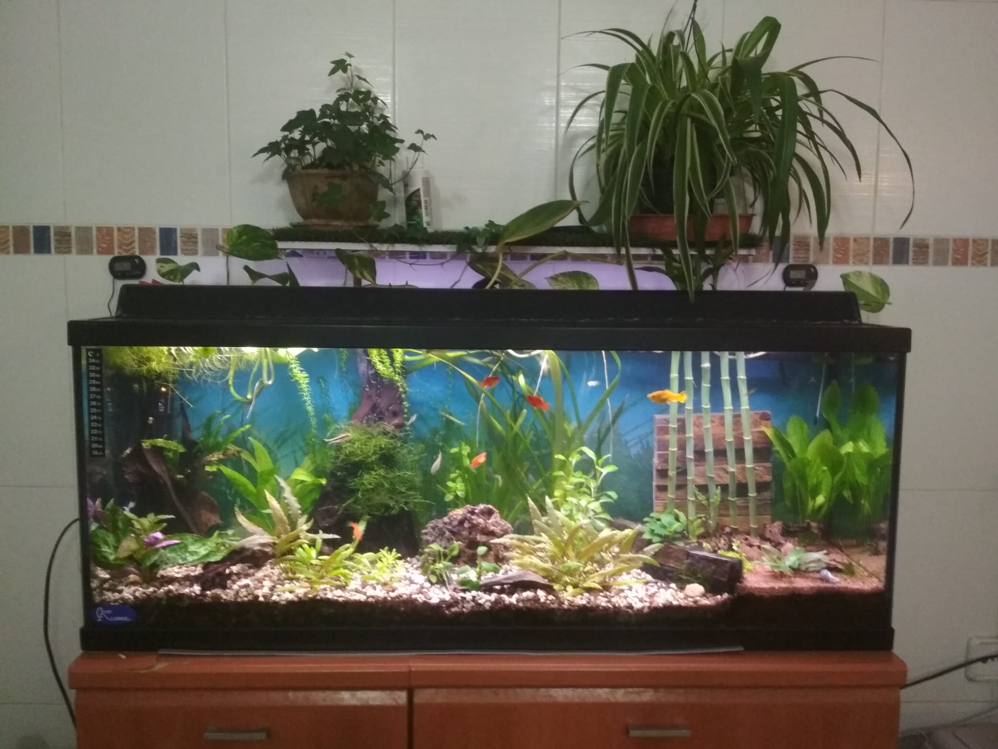 Verde alrededor del acuario